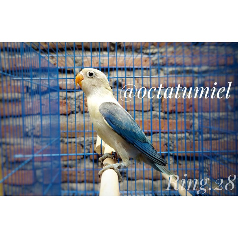 Lovebird Biola Euwing Blue / Opaline Euwing Blue dna Jantan Ring.28
