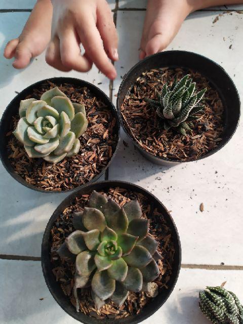 Sukulen Murah Dan Hemat Dengan Berbagai Macam Variant Sudah Termasuk Pot 10cm