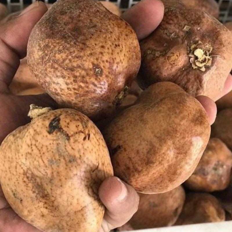 

buah zuriat mesir /program hamil zutiat belah 500gram
