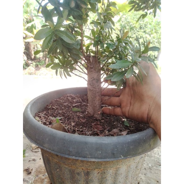 Bahan Bonsai Asoka Merah Mikro (Mumer)