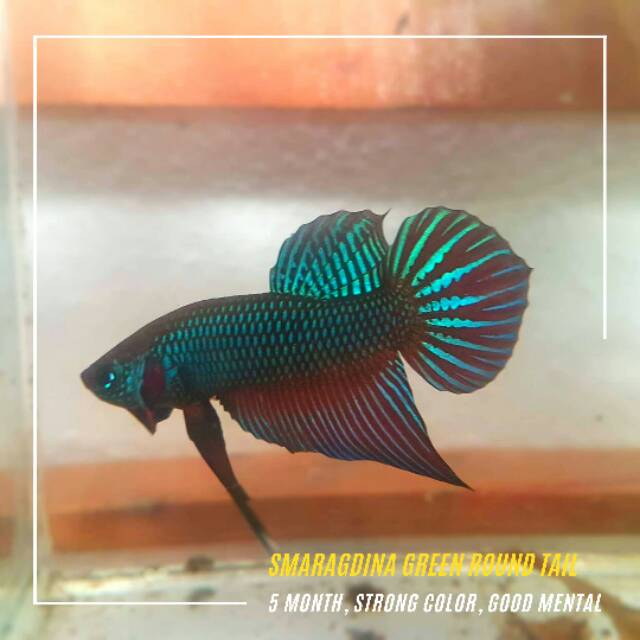 Wild Betta Smaragdina Green Cupang Alam Smaragdina Green Shopee Indonesia