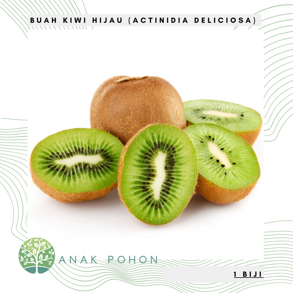 Benih Bibit Biji - Buah Kiwi Hijau Manis Actinidia deliciosa Fruit Seeds - IMPORT - Kualitas Super