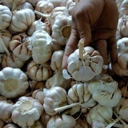 

Bawang putih 1/2kg (500g)