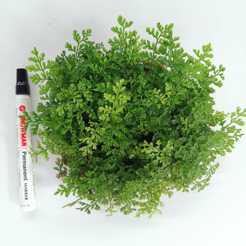 Tanaman Aquascape Diskon Bolbitis Heteroclita Difformis clump jumbo