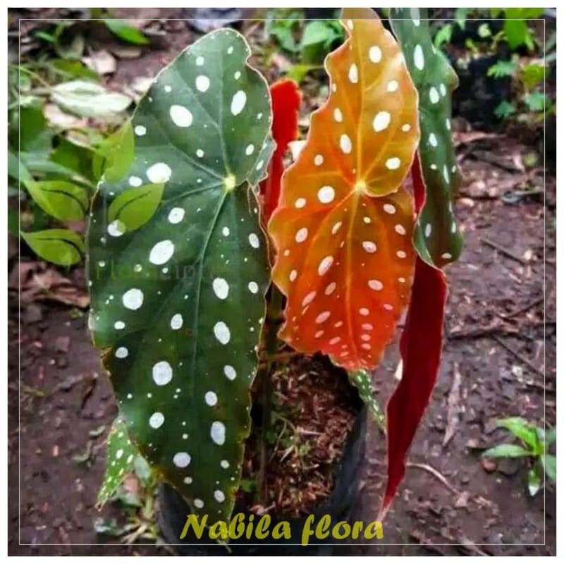 Tanaman hiasan-begonia polkadot murah