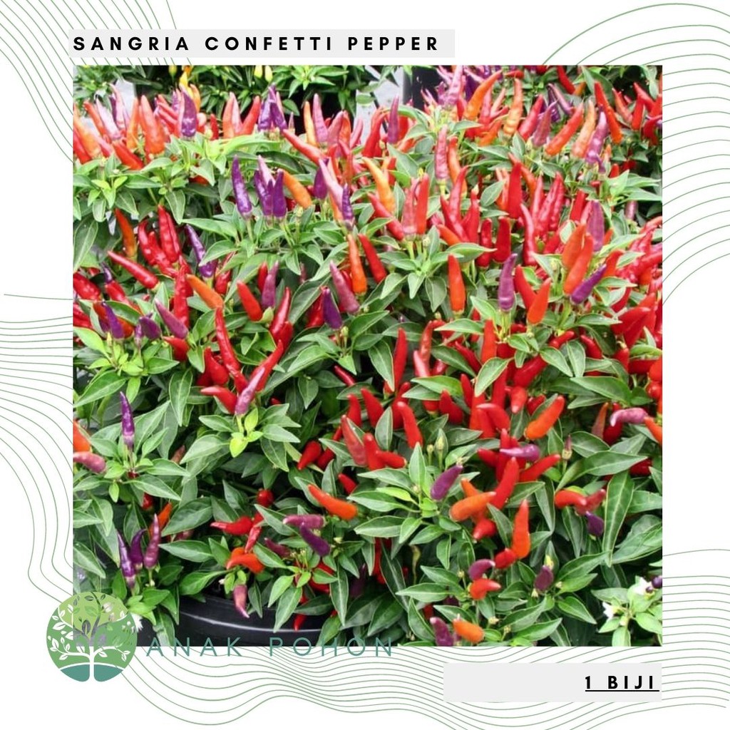 Benih Bibit Biji - Cabai Sangria Confetti Ornamental Cabe Rainbow Pepper Seeds