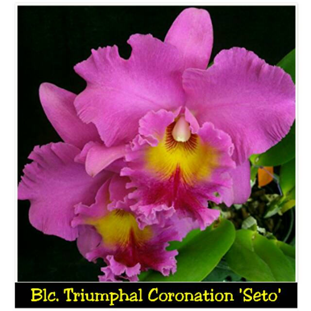 blc triumphal coronation