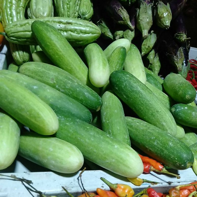 

Timun kecil (500gr)