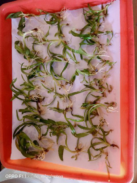 Anggrek Dendrobium Botol Hybrid Siap Aklimatisasi