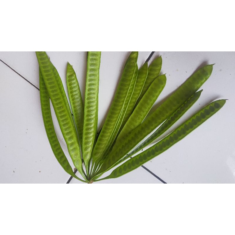 

PETAI CINA (lamtoro)