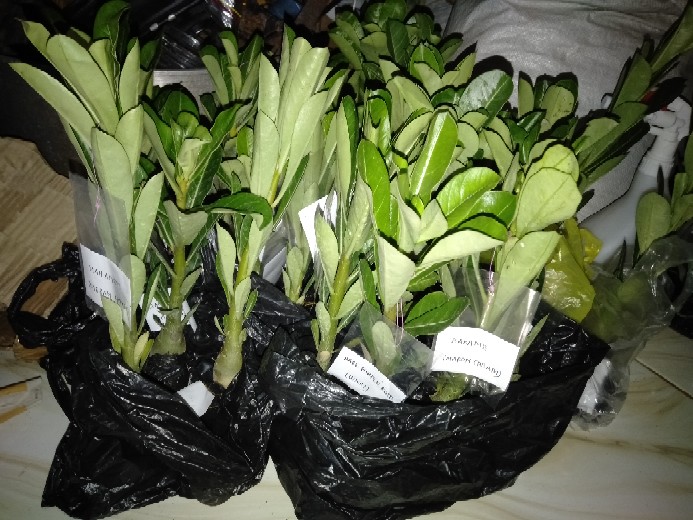 Bibit Adenium Waves Blue Ice Size A