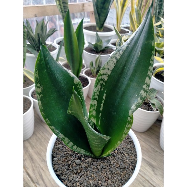 Sansevieria Trifasciata Whitney