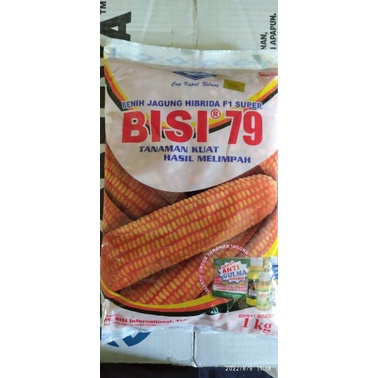 BENIH JAGUNG BISI 79 1 KG