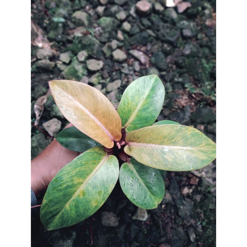 philodendron tricolor