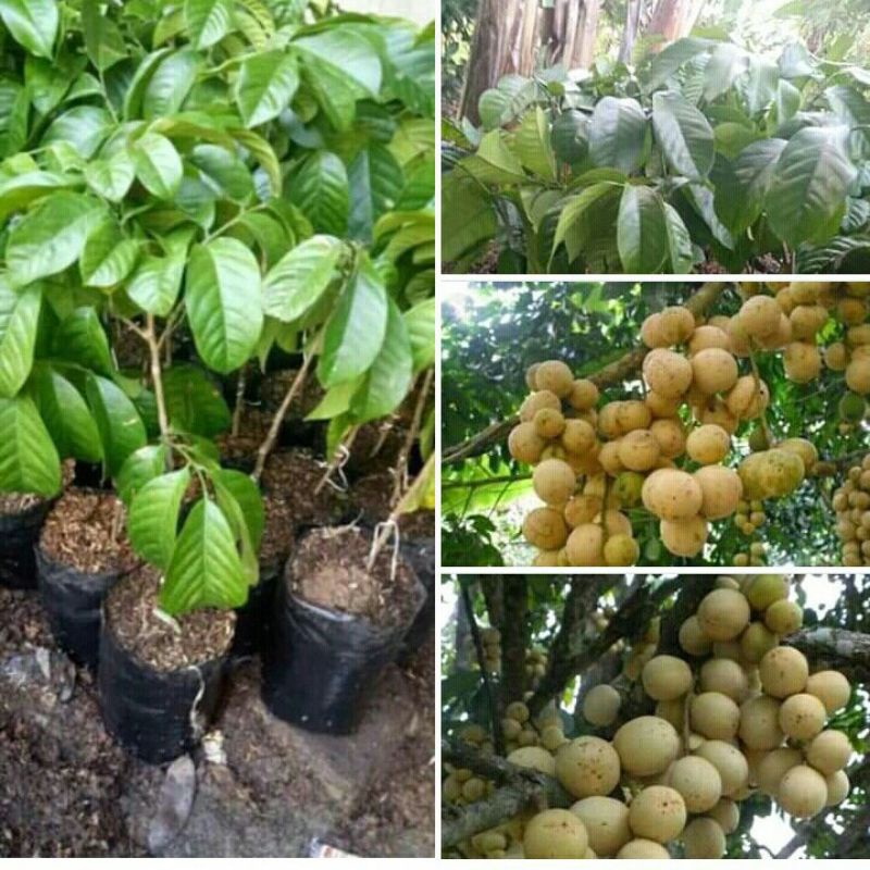 BIBIT BUAH DUKU PALEMBANG TANPA BIJI SUPER GENJAH