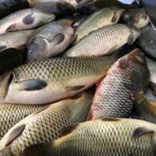 

ikan mas 1kg (1000g)