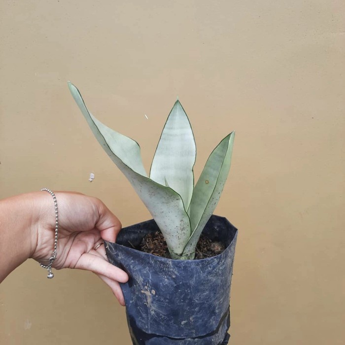 Tanaman hias sansivera moonshine - tahan panas - sansivera - moonshine