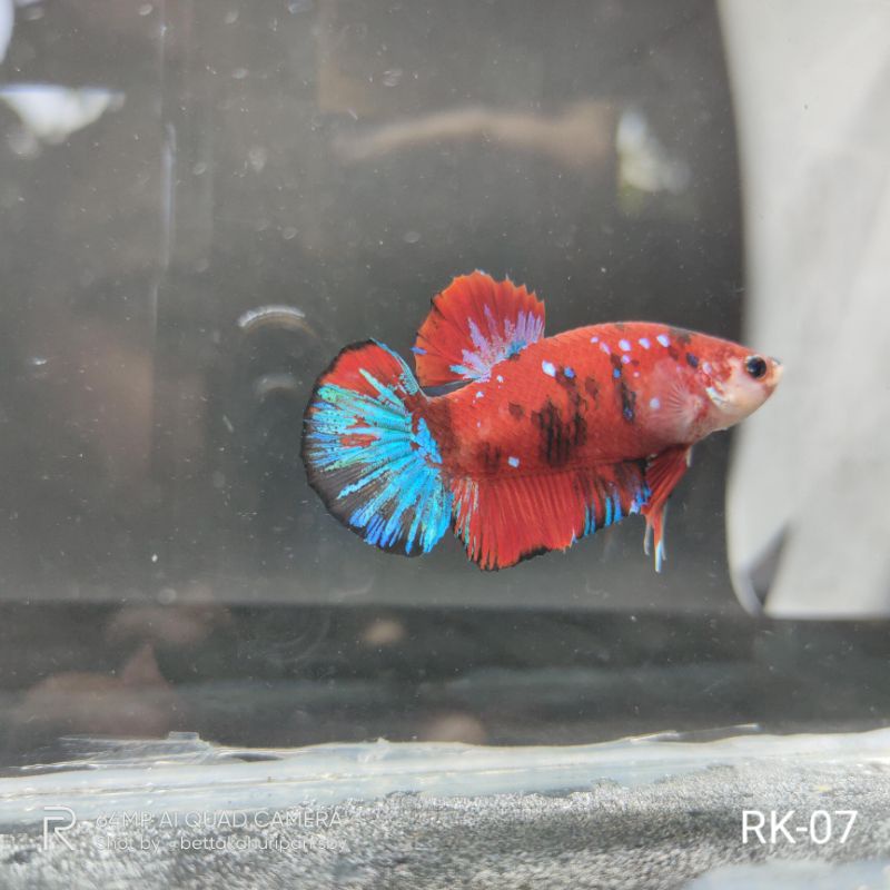 Realpict Ikan Hias Cupang Red Koi Galaxy Murah Cupang Betta RK-07