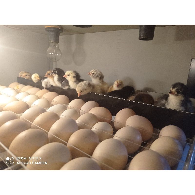 

doc ayam hias