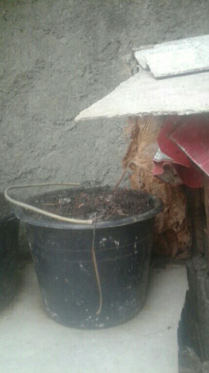 Ready Bonggol Aglonema Red Khocin