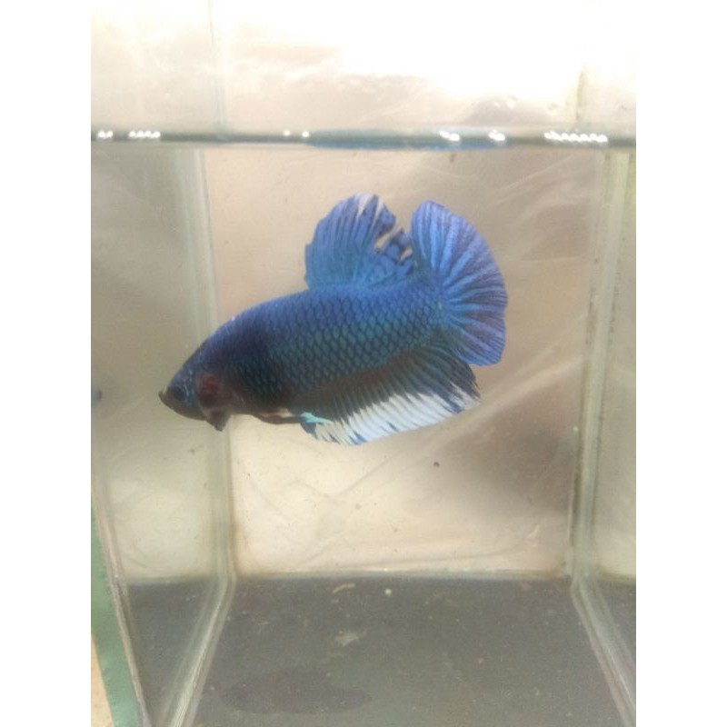 IKAN CUPANG GIANT BLUE PLAKAT