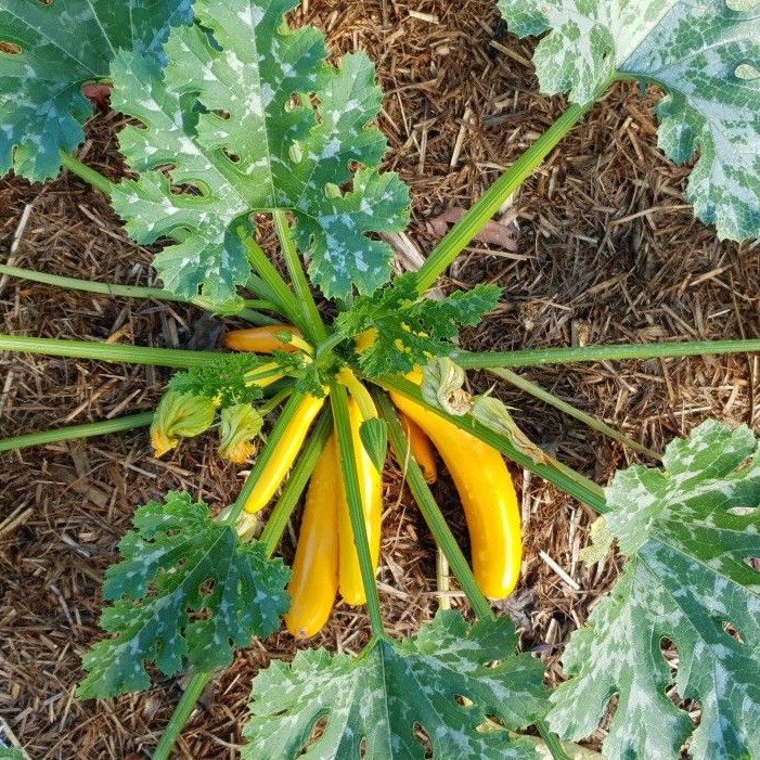 2 Bibit Zucchini Kuning Golden Cherub F1 Hibrida Benih Sayuran Timun Jepang Zuchini Tanaman Sayur