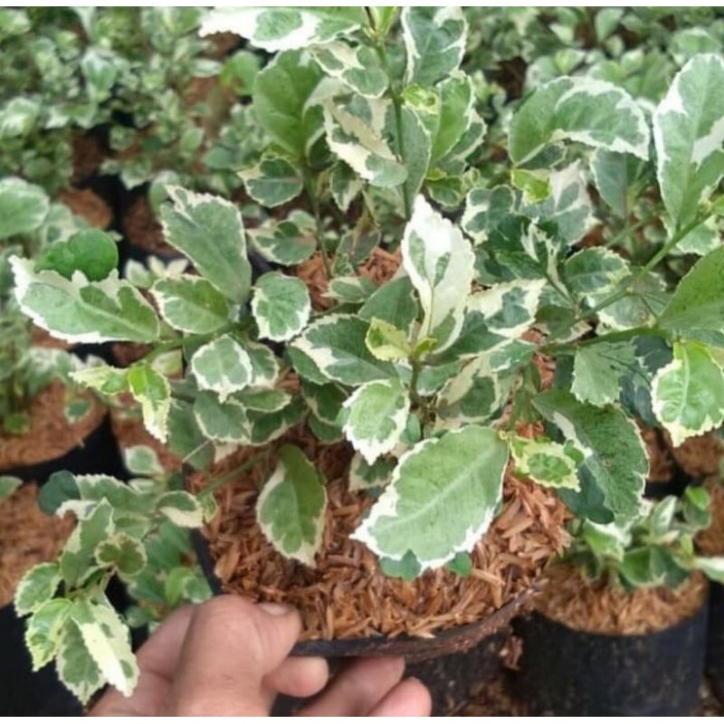 TERMURAH Tanaman hias teh tehan putih - pohon teh tehan varigata - pagar tanaman