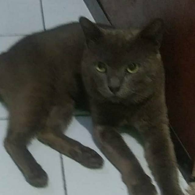 putrioktaviana08