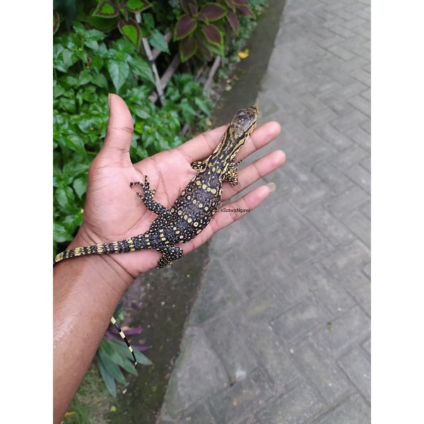 Varanus Salvator Sumbawa