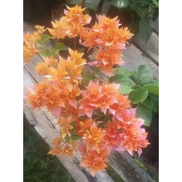 Bougenville Hawai orange/bunga kertas