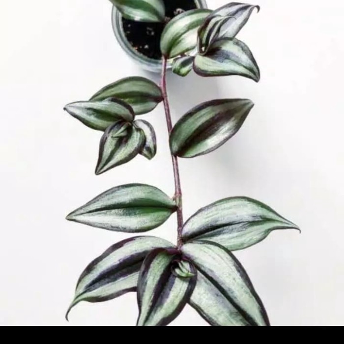 Tanaman hias gantung - zebrina - bibit tanaman gantung