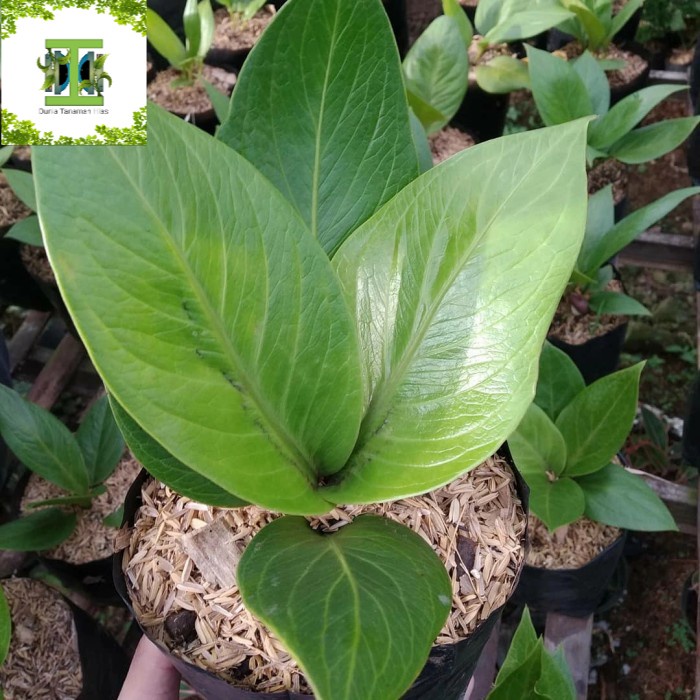 Bibit Tanaman hias Anturium Jemani Cobra - Pohon anturium jemani cobra
