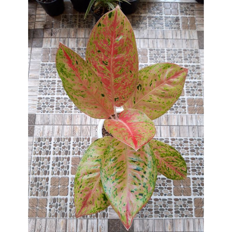 Aglaonema Big Roy