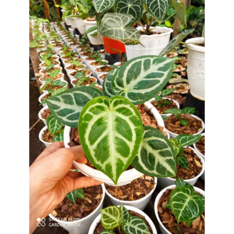 kuping gajah silver mangkok