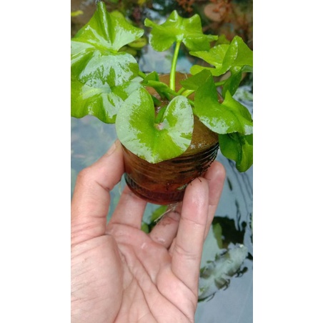 water lily tanaman aquascape