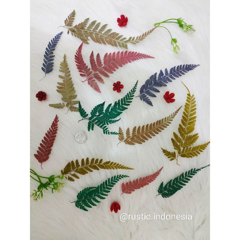 (8-12) Daun Pakis Kering Daun Paku Kering Properti Foto