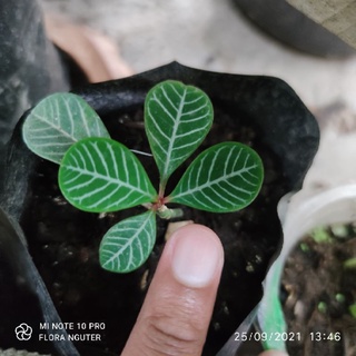 Pohon Gendong Anak Patikan Kebo Euphorbia Hirta Shopee Indonesia