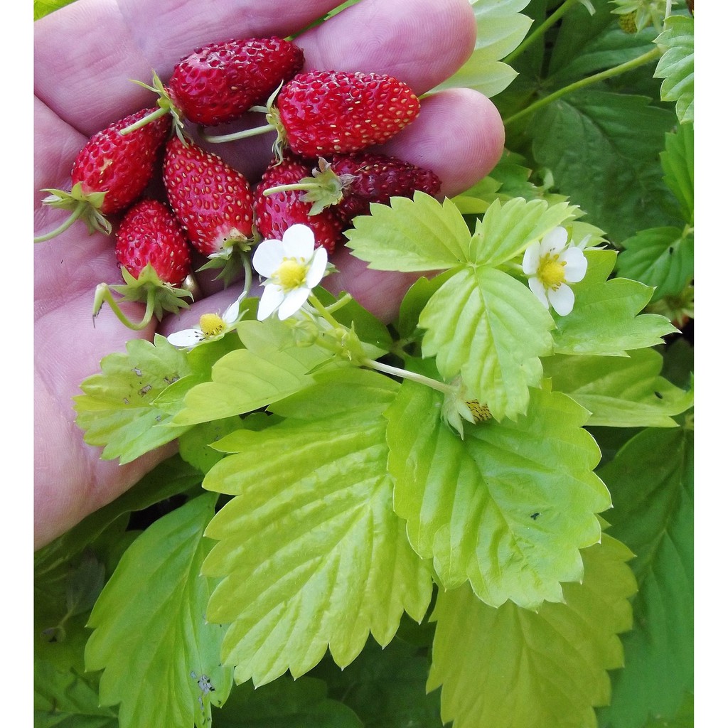 Bibit Tanaman Strawberry Alpine Golden Strawberry Alexandaria (sudah berbuah)