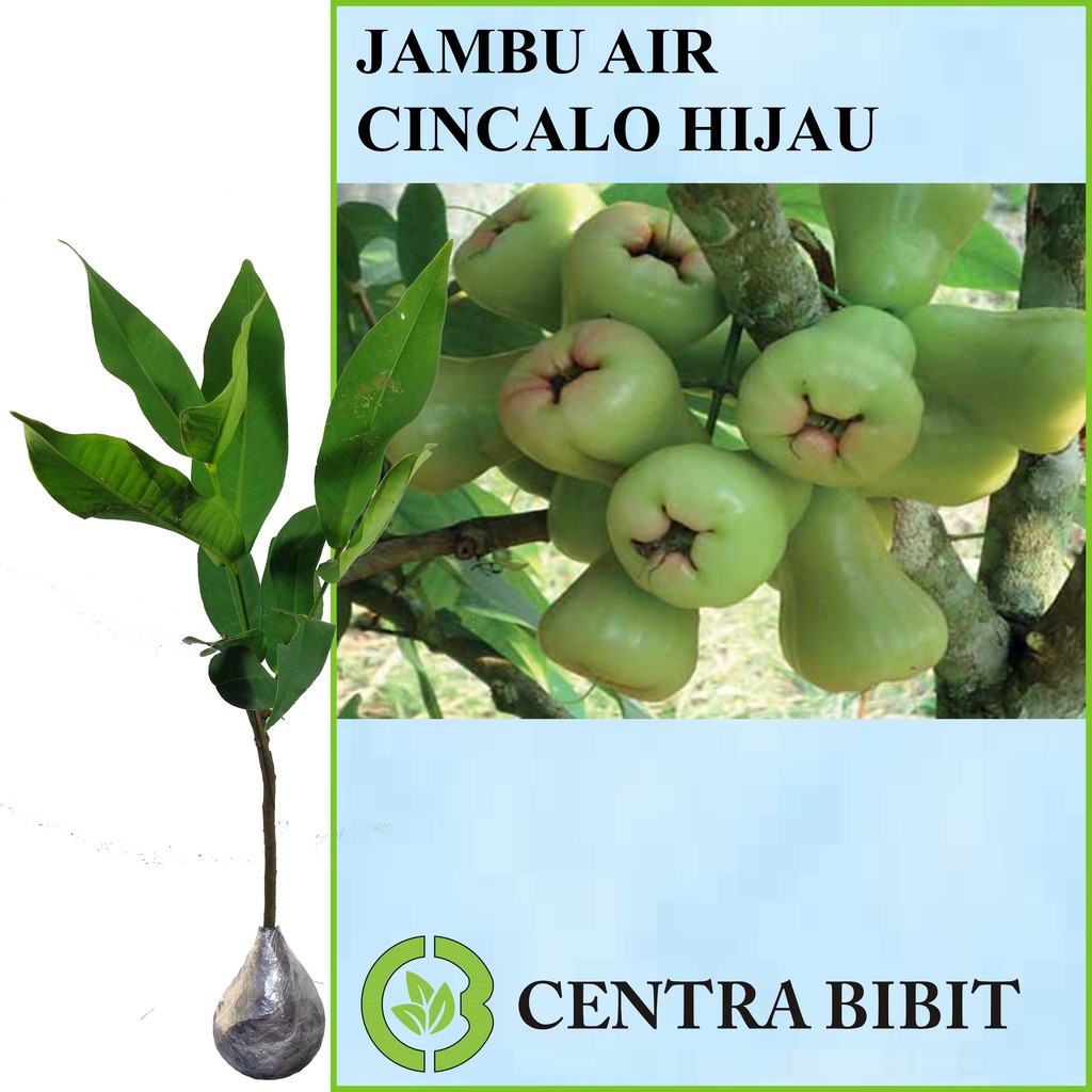 Tanaman Buah Jambu Air Cincalo Hijau