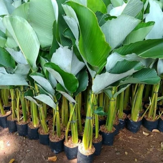 tanaman hias pisang calathea - pisang calathea