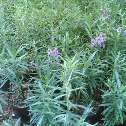 tanaman hias Lavender / pengusir nyamuk - pohon lavender /BUNGA HIDUP TANAMAN HIAS HIDUP/BUNGA HIASA