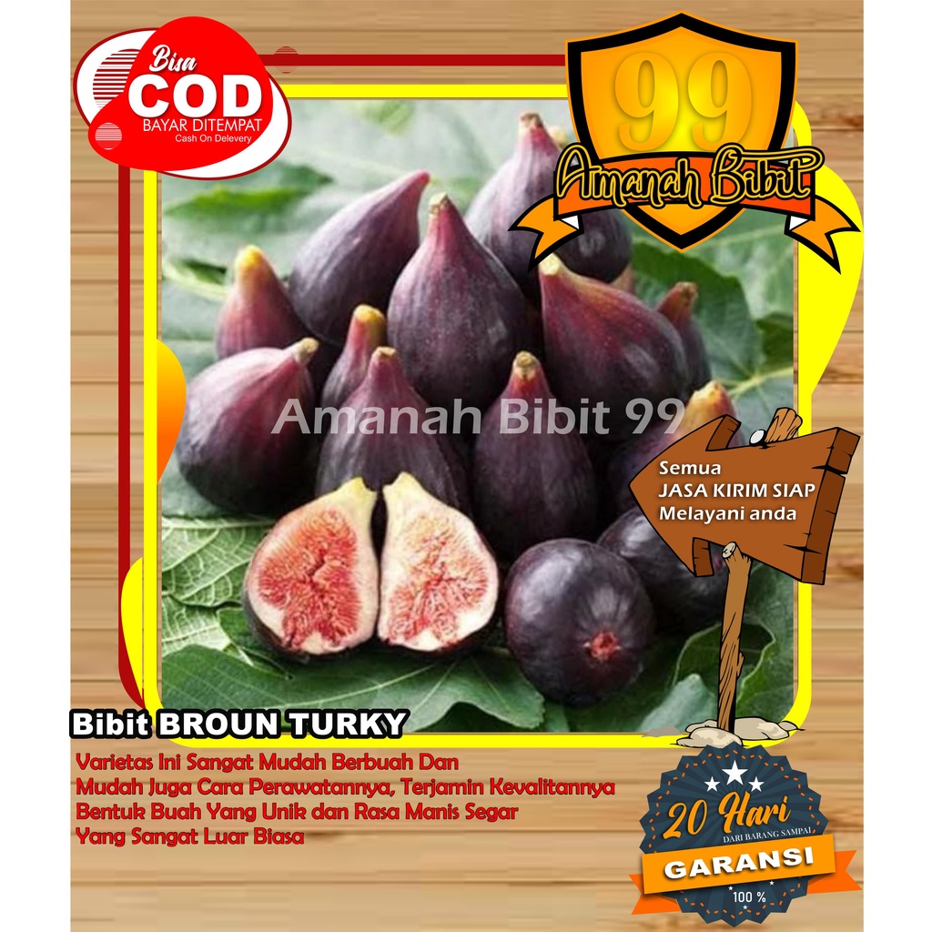 Bibit BUAH TIN BROWN TURKI buah besar dan super manis