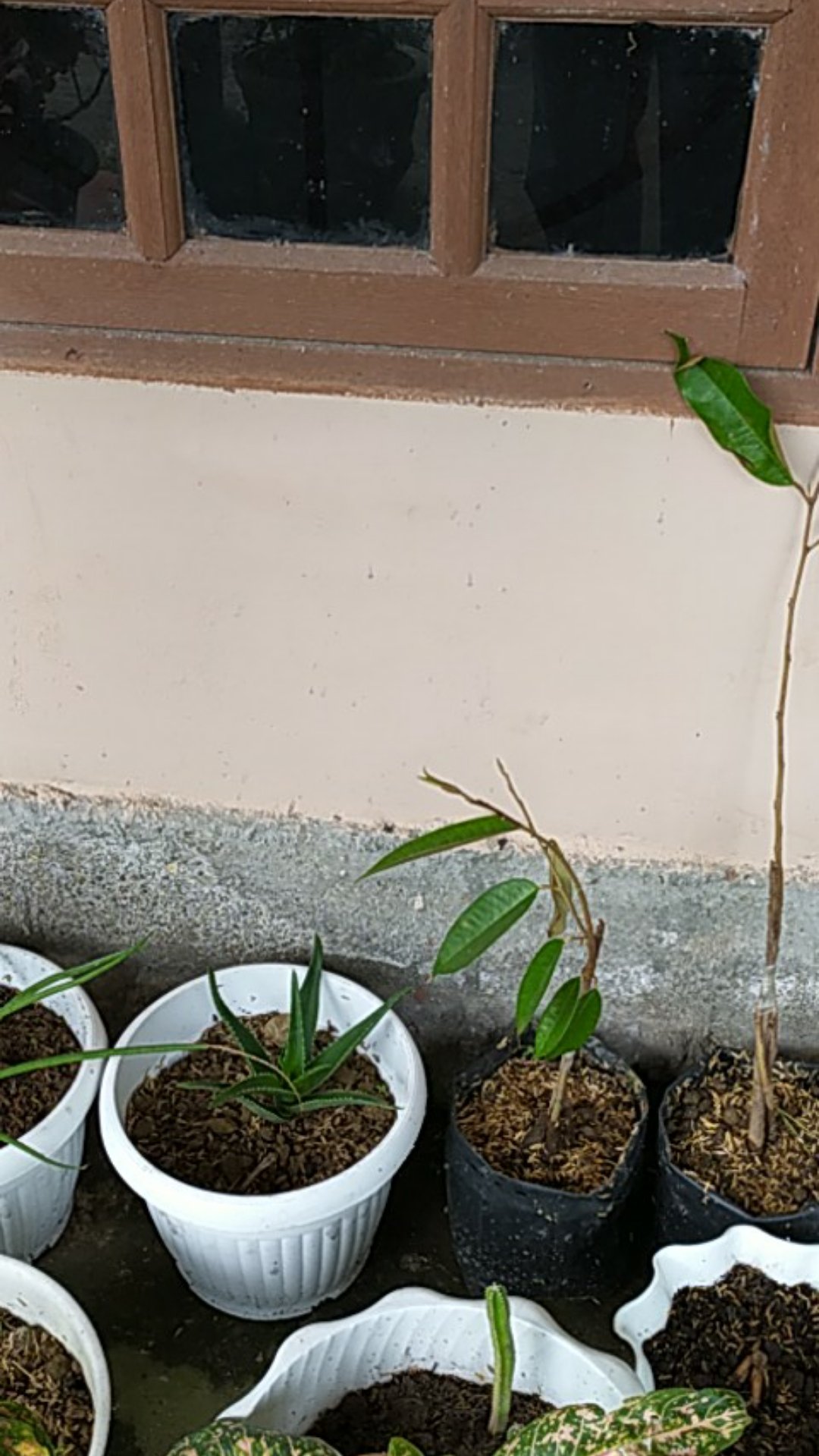 Bibit Durian Monthong Kaki 3 Super Unggul