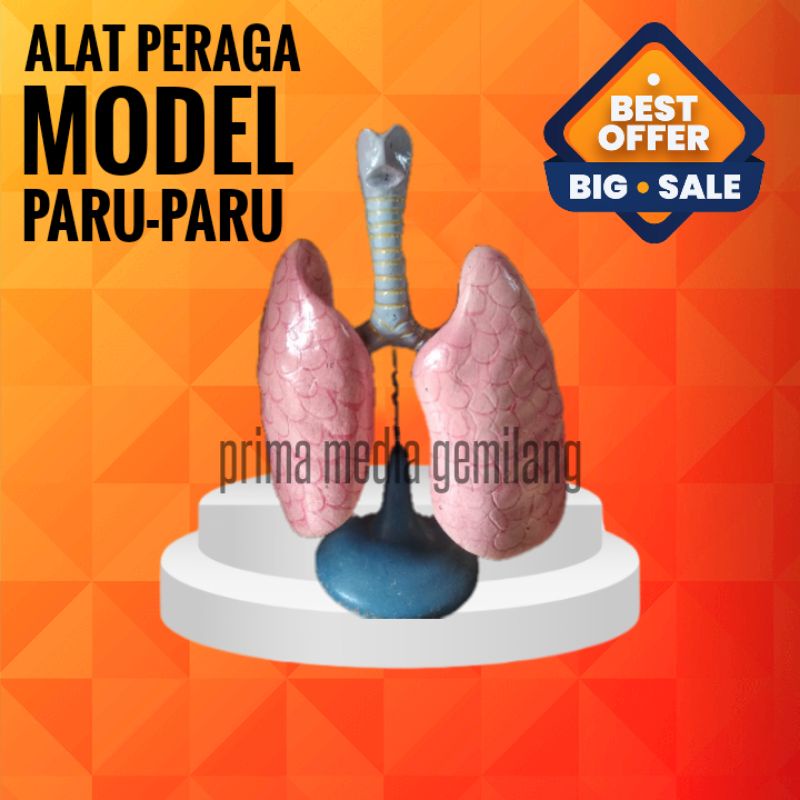 

Model Paru-paru/Torso Paru-Paru/Alat Peraga Pendidikan