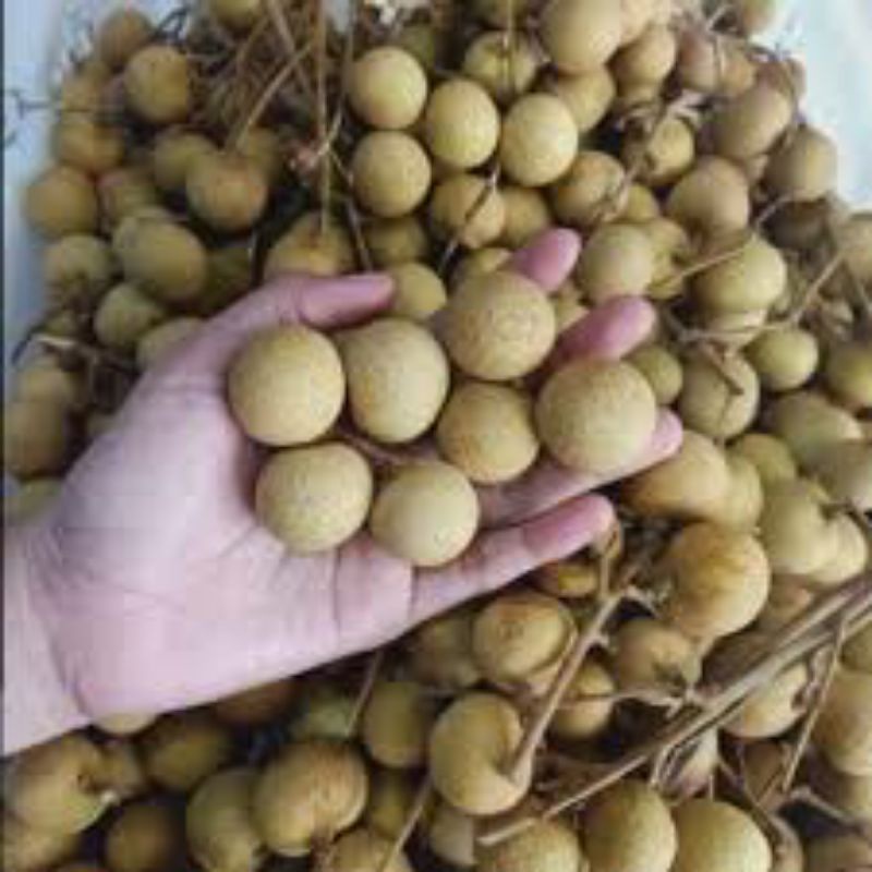 

Klengkeng manis _ 500gr