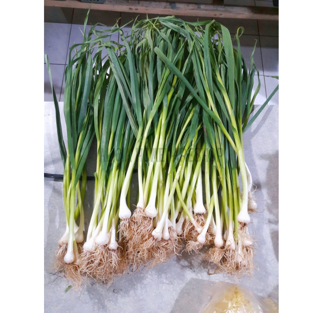 Daun Bawang Son / 1 kg