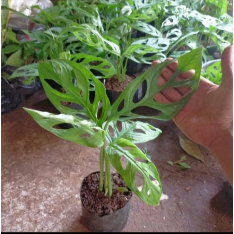 monstera janda bolong daun besar