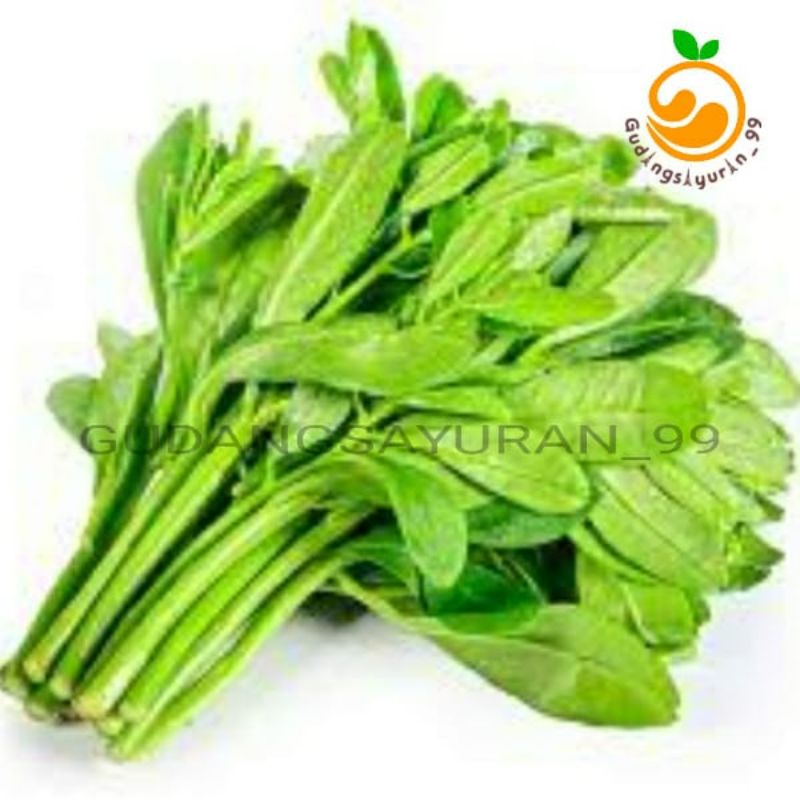 

Daun Gingseng 250 gram