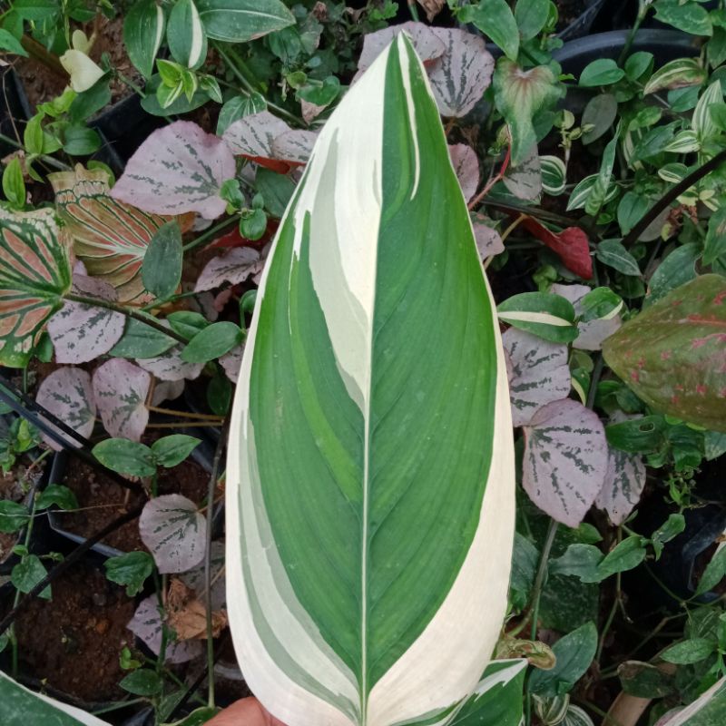 Tanaman hias garut varigata