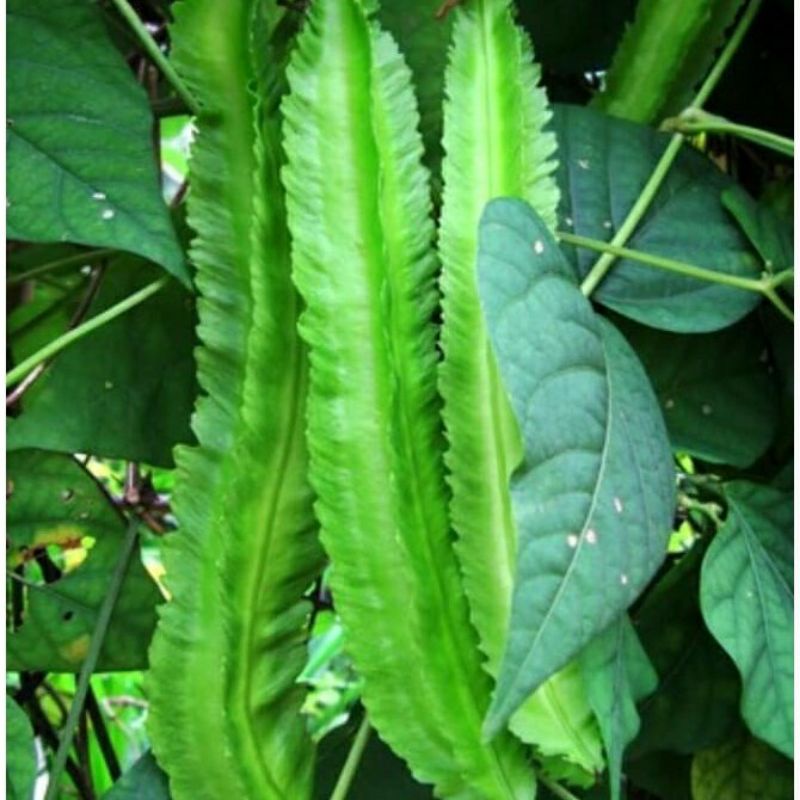 25 biji benih kecipir / cipir.